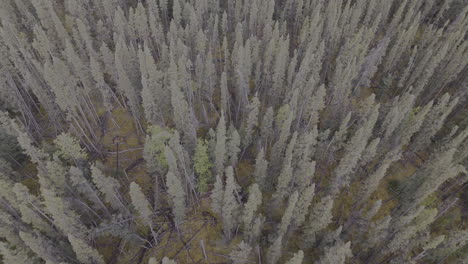 aerial view of vast evergreen forest canopy in northern bc
