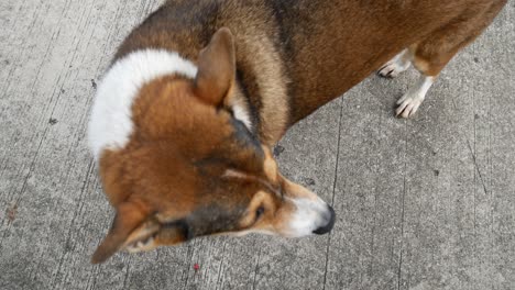 street dog in thailand