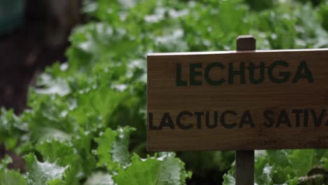 una toma de mano de un huerto de hortalizas con lechuga, plantas de lactuca sativa, en suelo orgánico