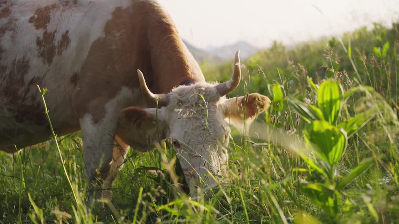 Mucca pezzata in un prato alpino verde all'alba, circondata da colline ondulate e vette montane distanti sotto una calda luce estiva.