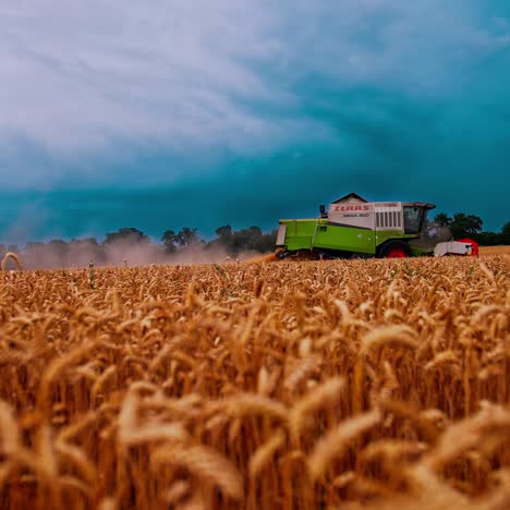 harvester gathering crop of wheat field. grain harvester driving on golden wheat field