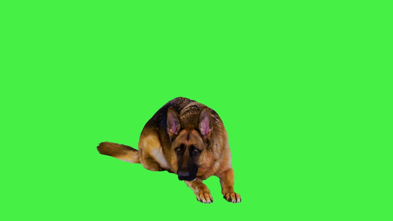 녹색 스크린, 크로마 키에 누워있는 독일 목자 강아지
