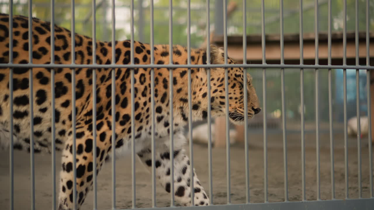 Leopardo andando atrás de um cercado de metal, felino grande, solitário e tenso se movendo ao longo de uma cerca com grades, chão empoeirado e luz solar filtrada realçando a pelagem manchada, close-up no rosto e músculos, atmosfera.