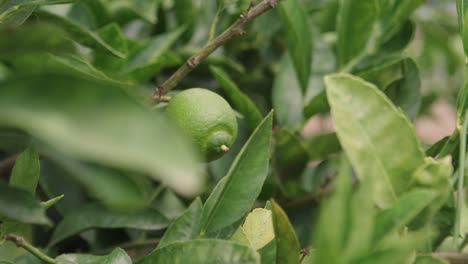 Focus-on-a-lemon-hanging-amidst-the-branches-and-leaves