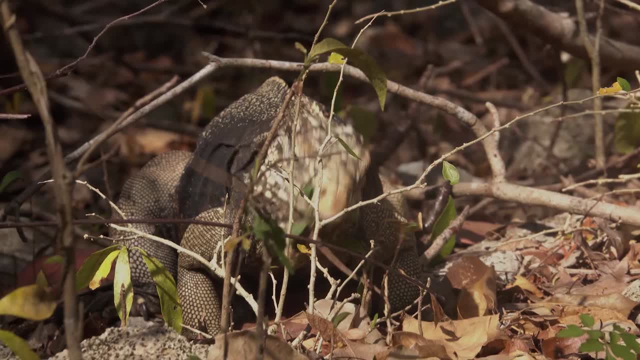 una iguana se alimenta come ramitas y ramas en el suelo del bosque en cuba