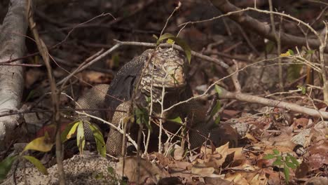 Una-Iguana-Se-Alimenta-Come-Ramitas-Y-Ramas-En-El-Suelo-Del-Bosque-En-Cuba