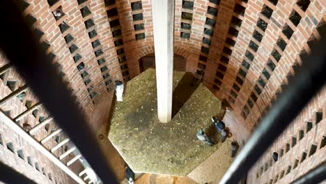 una vista de una bandada de palomas domésticas que anidan dentro de una hermosa casa de pájaros de ladrillo rojo