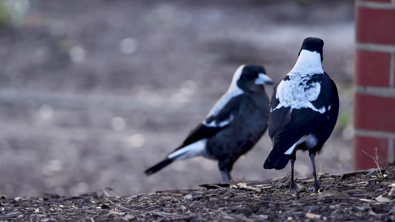 Two birds interacting near a brick wall
