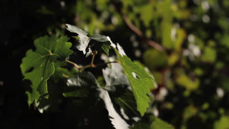 grape leaves move in the wind at napa valley vineyard