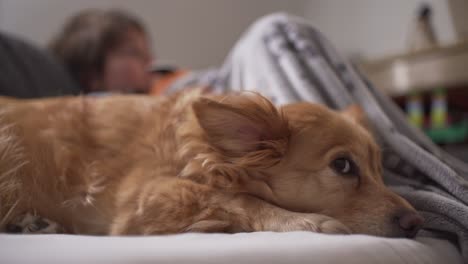 close up shot of medium size breed, greek kokoni dog, relaxing on the couch, caucasian kid on the blurry background