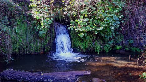 cascada en el bosque al lado de un arroyo y un árbol caído