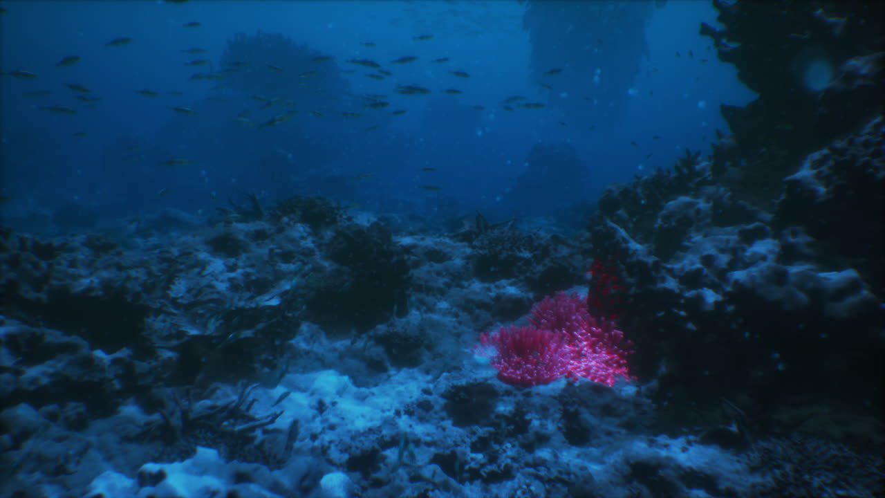 Exploring the colorful underwater world of corals and marine life