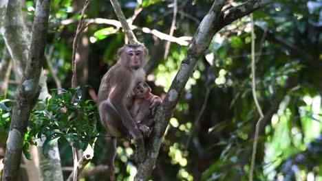 Der-Nördliche-Schweinsschwanzmakak-Ist-Ein-Primat,-Der-Häufig-Im-Nationalpark-Khao-Yai-Vorkommt,-Obwohl-Es-Sich-Um-Eine-Gefährdete-Art-Handelt