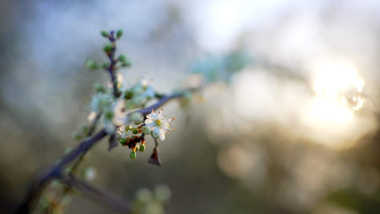 A closeup shot of blossoms under the sunset in the meadows