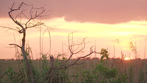 tilt up reveal of everglades sawgrass landscape sunset