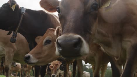 Up-close-with-milking-cows-in-a-field