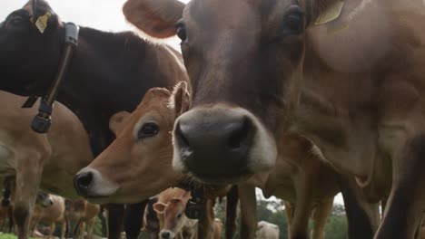 up close with milking cows in a field