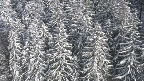 snowy trees of a coniferous forest in winter,czechia