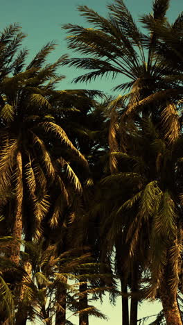 palm trees under a blue sky