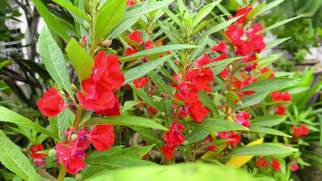 A lush balsam plant thrives with vibrant green leaves. It produces striking red flowers that stand out beautifully. This healthy garden specimen showcases nature's vivid colors
