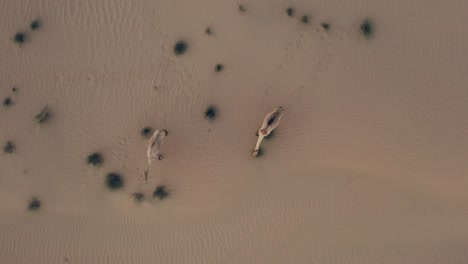 4k drone video of camels in desert, wild animals in desert. high quality drone footage