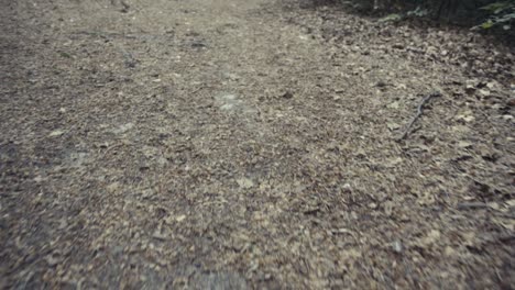 nature in the forest
