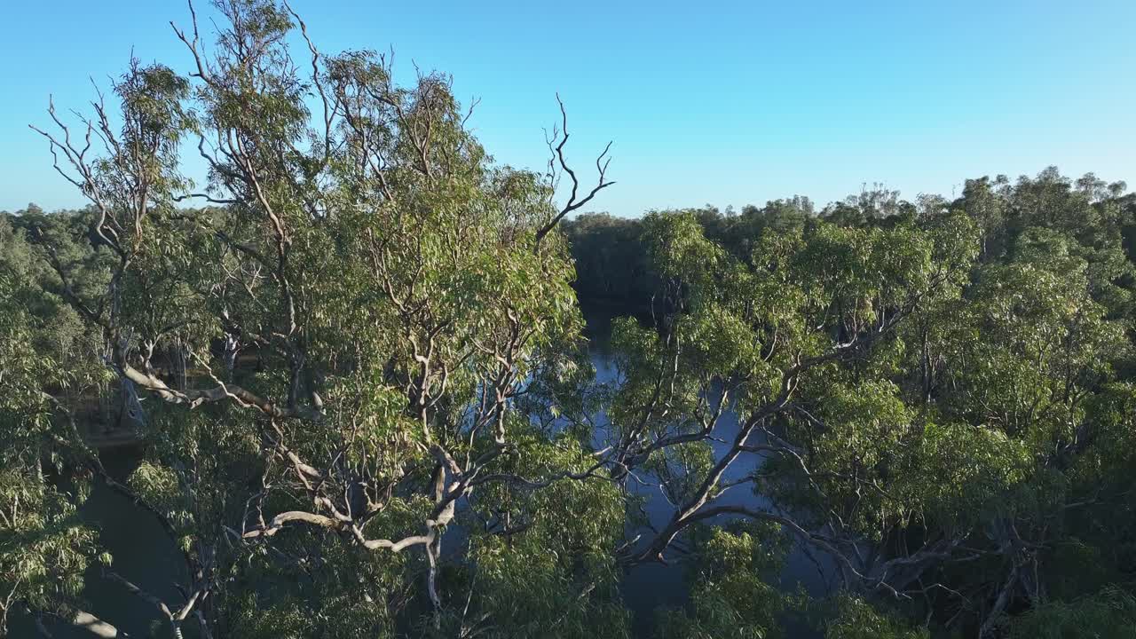 Aerial view through gum trees over river