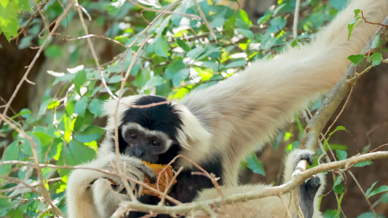 el gibón disfrutando de la comida entre las ramas verdes exuberantes