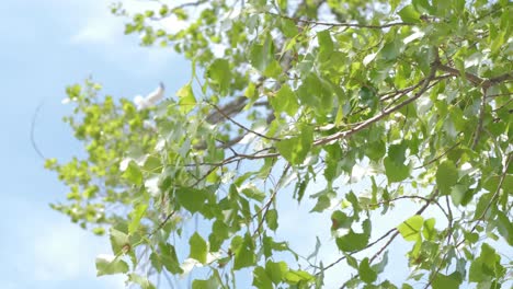 slow motion tree with leaves blowing in the wind and summer sun while a pair of seagulls flies past in the background