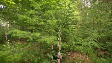 Pan-De-Abajo-Hacia-Arriba-Flor-En-El-Bosque