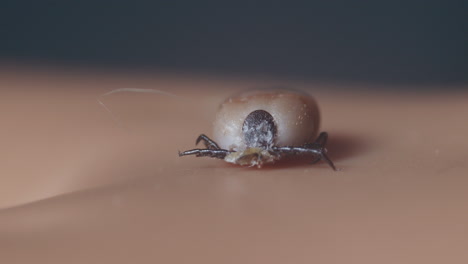 tick,-Ixodes-ricinus,-crawls-on-human-skin,-extreme-close-up-view