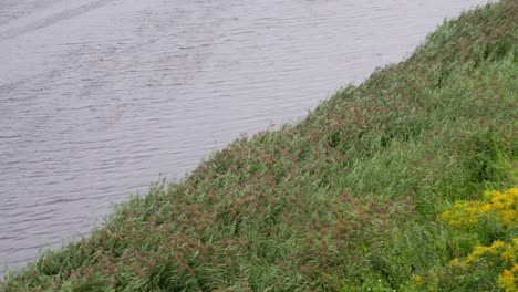 Bucolic-Riverbank-Vegetation-With-Tall-Reeds-Bending-In-The-Wind,-Latvia