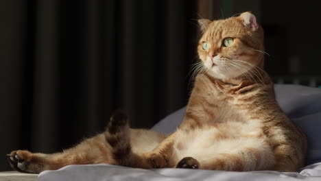 cute british shorthair cat grooming itself on a bed