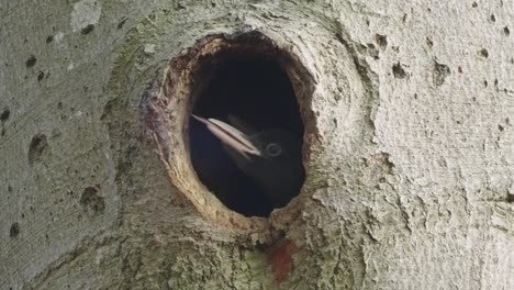 pollitos de pájaro carpintero asomándose al agujero y esperando a que la madre llegue con comida