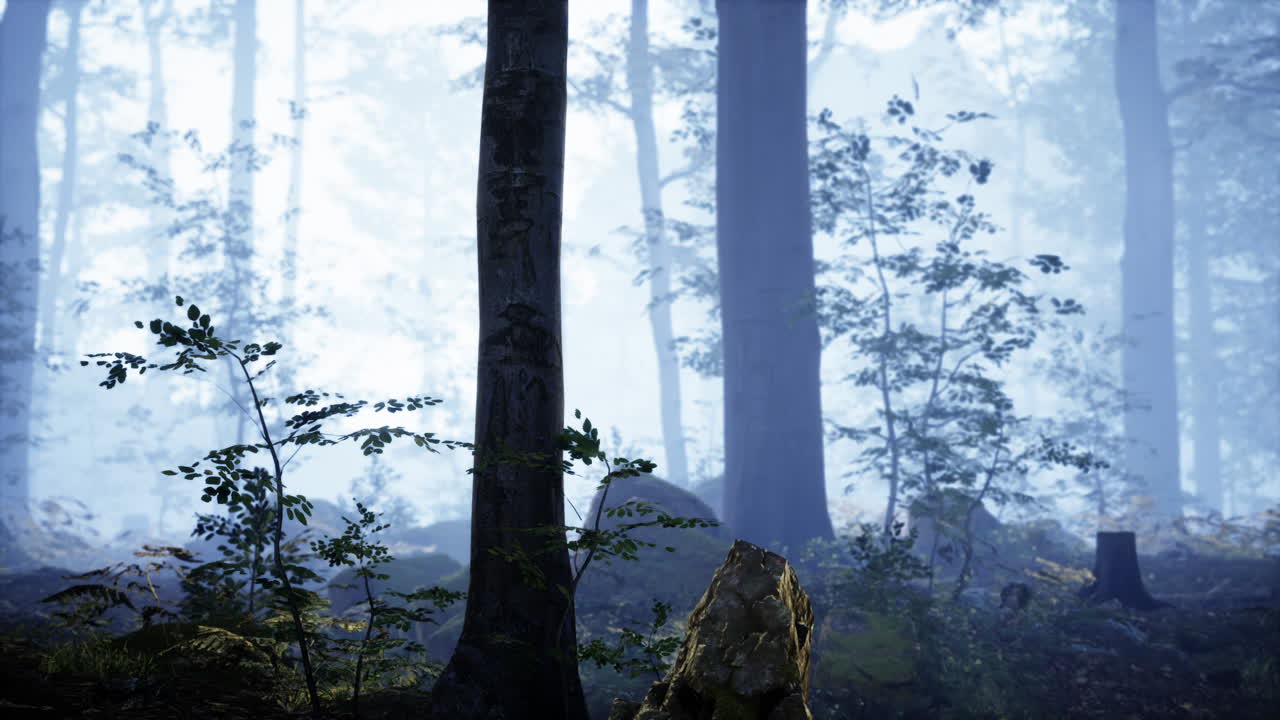 빛의 광선과 함께 숲에서 안개 아침