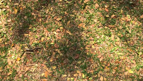 small green and brown leaves on ground, view from above, pan and rotate moving