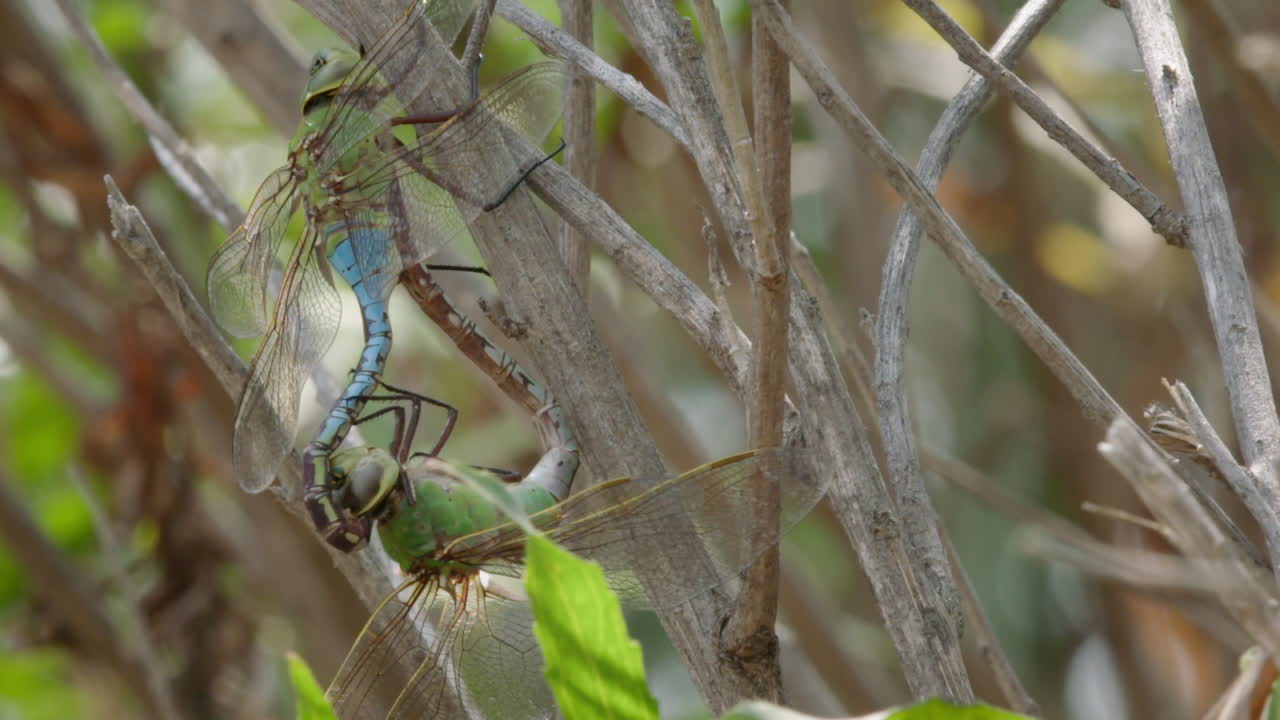 Dragonfly mating on branches