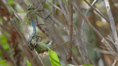 dragonfly mating on branches