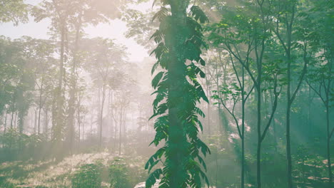 sunbeams illuminating a lush, foggy forest