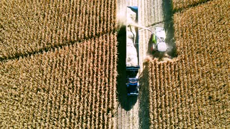 aerial drone shot over farm vehicles gathering corn during harvest season