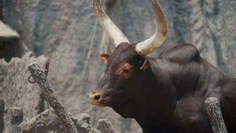 Close-Up-Of-A-Brown-Bull,-Adult-Male-Cattle-