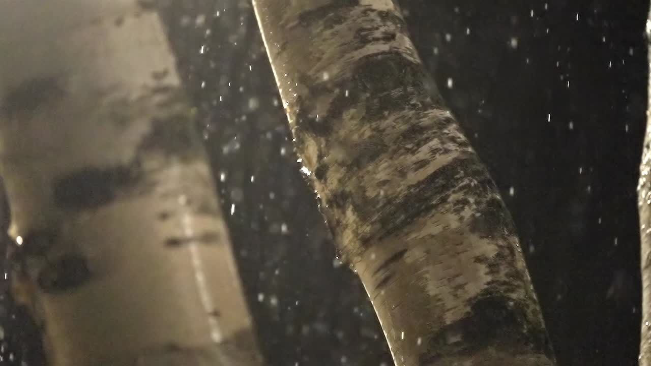 Moody Close Up of Trees in Night Rain, Slow Motion