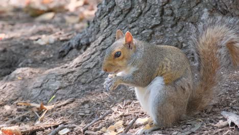 a playful squirrel is shown enjoying a meal beneath a tree, showcasing its lively character and charming interaction with nature