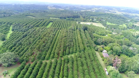 Tomas-Aéreas-De-Drones-De-Plantas-Frutales-Con-Un-Entorno-Verde