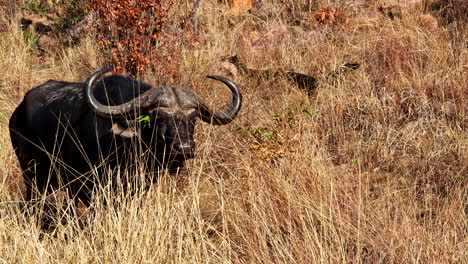 cape buffalo syncerus caffer with vegetation stuck in ear walk through dry grass