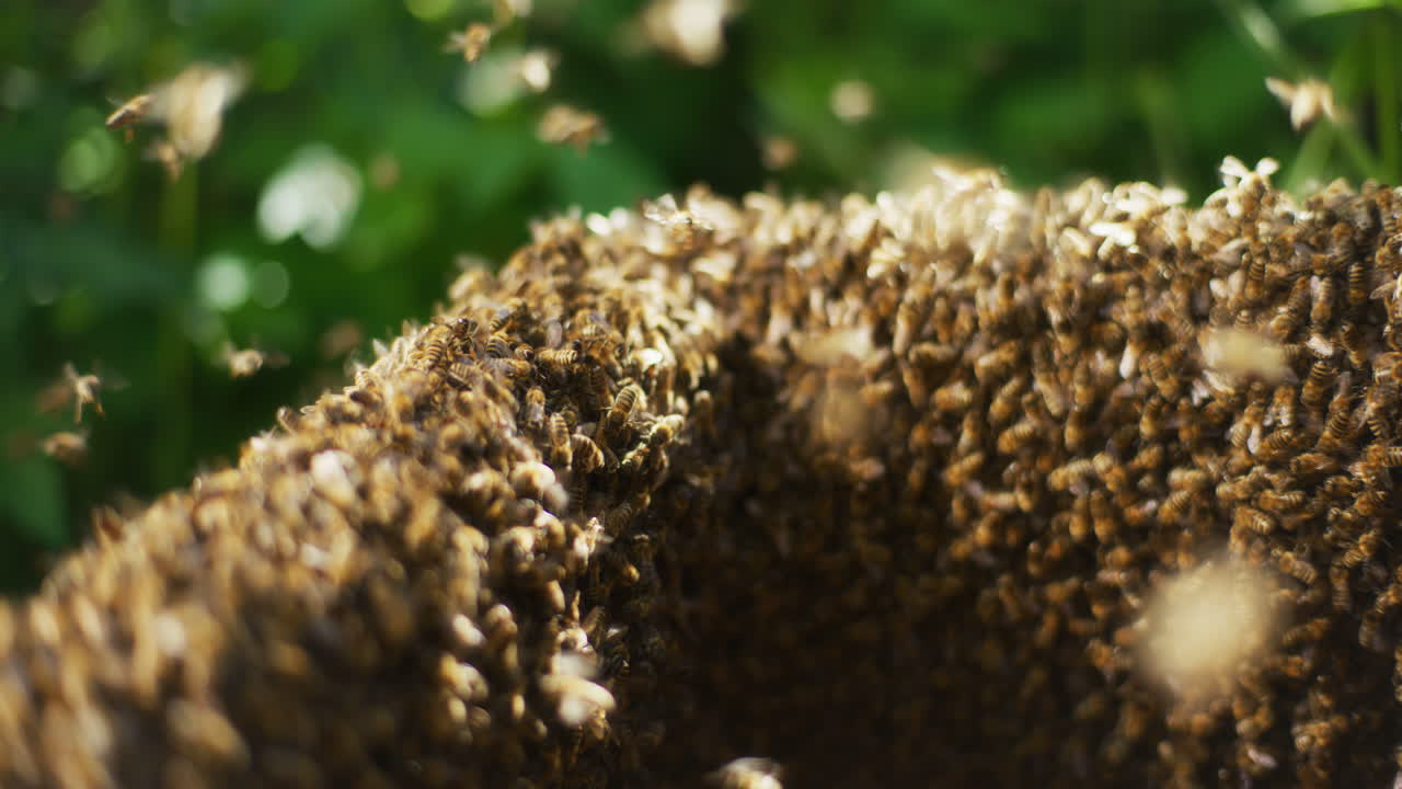 fotografía de cerca de las abejas que trabajan en la colmena