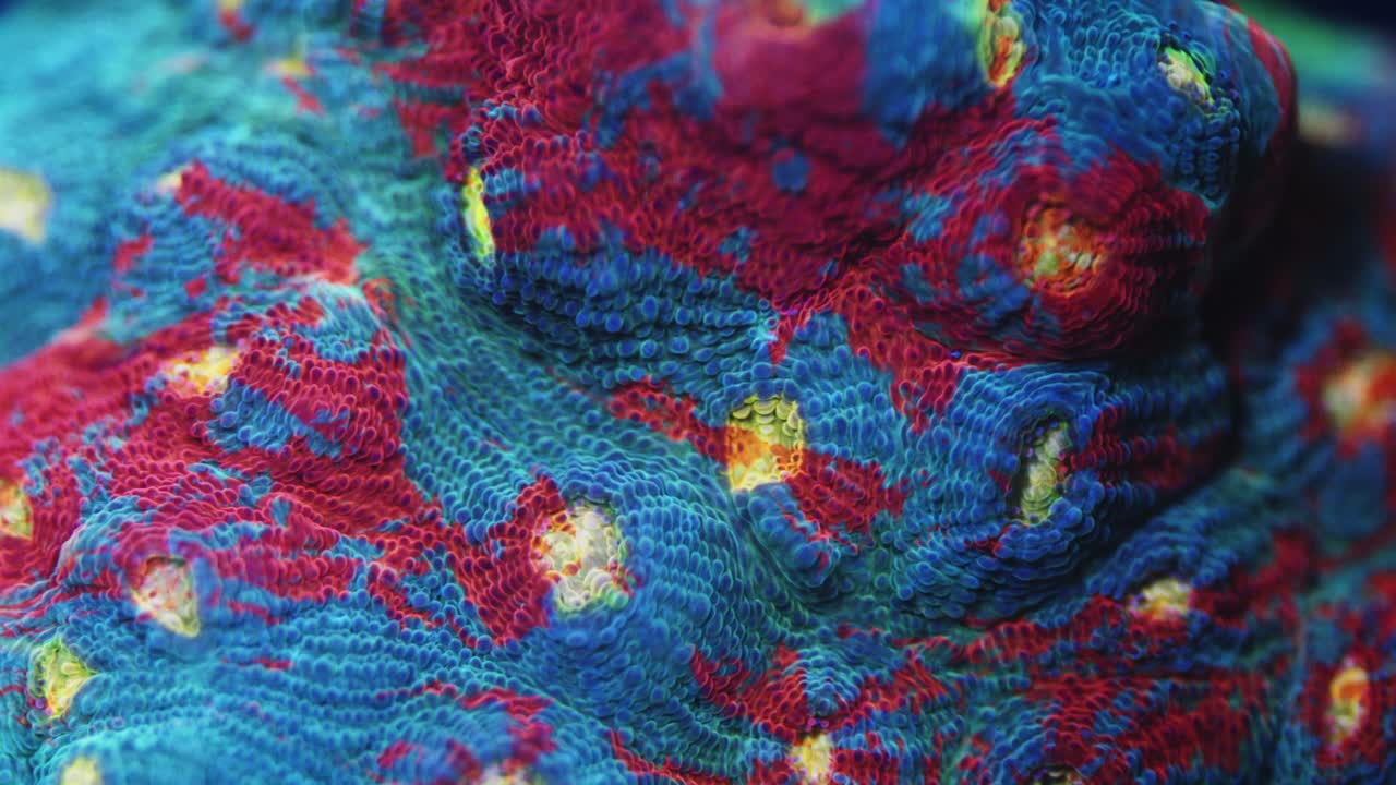 Macro shot of Aspera Bugatti chalice coral under actinic lighting, featuring a greenish-blue surface with red patches and light yellow “eyes” in reef aquarium