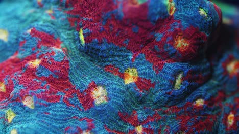 macro shot of aspera bugatti chalice coral under actinic lighting, featuring a greenish-blue surface with red patches and light yellow “eyes” in reef aquarium