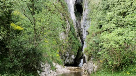 trees by stream in forest