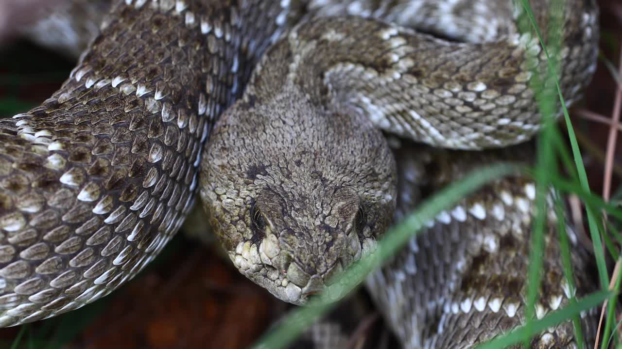 Static video of a Western Diamondback Rattlesnake Crotalus atrox up close